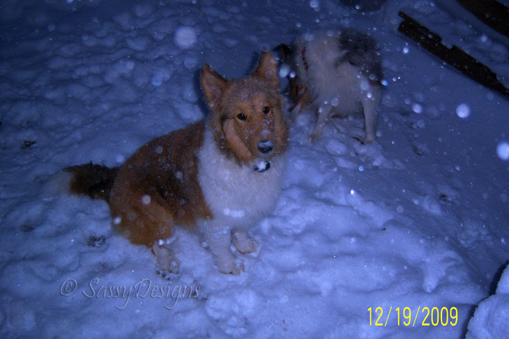 [SnowPuppies2.jpg]