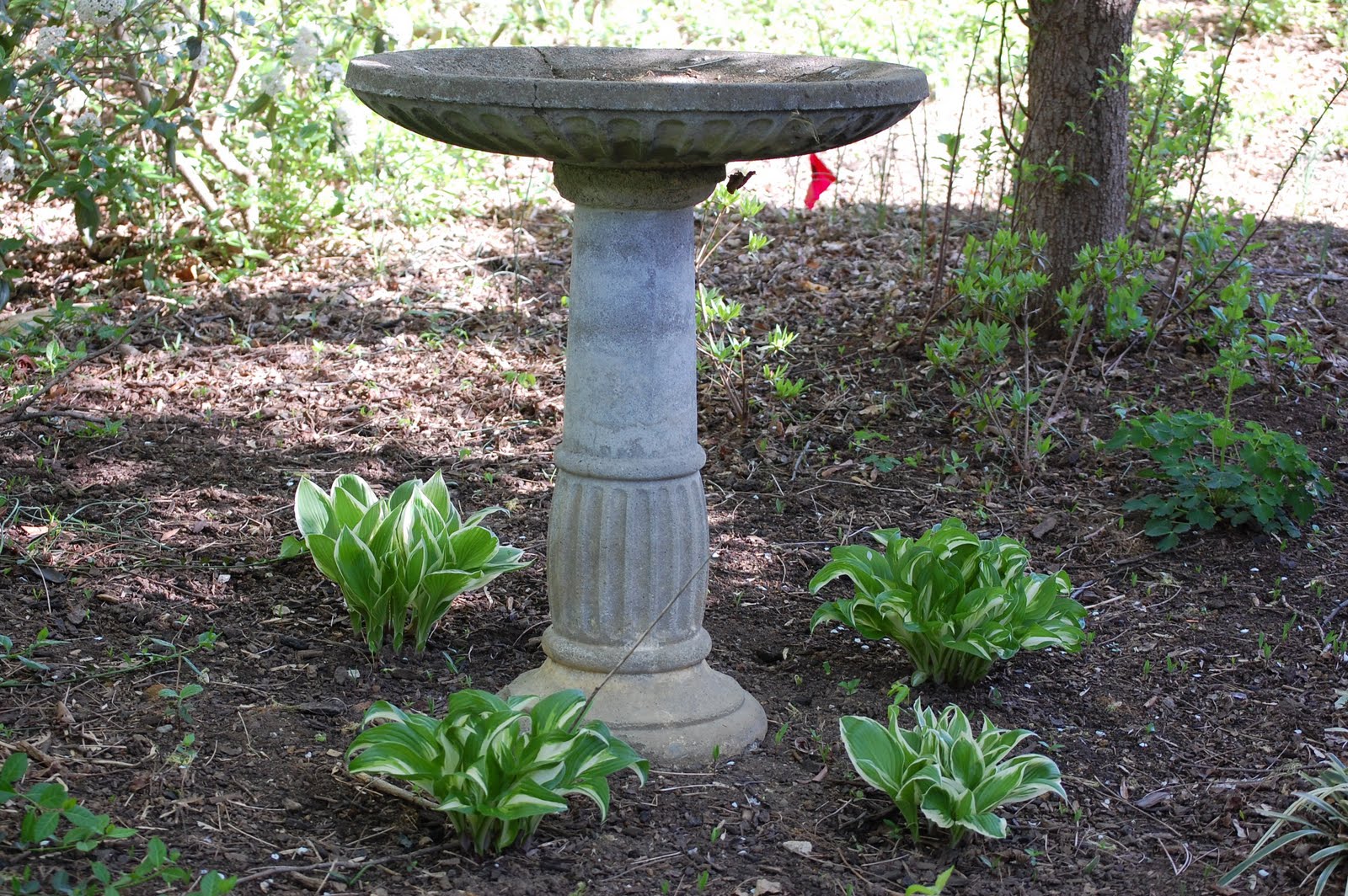 The Hesitant Gardener Before And After The Bird Bath Area