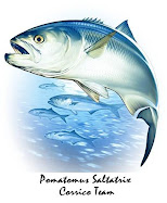 Pomatomus Saltatrix Corrico Team