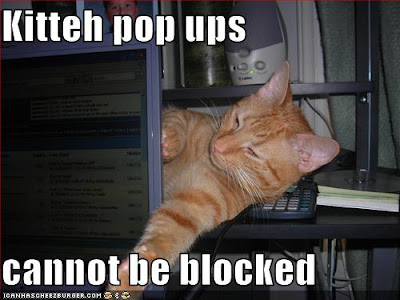 Curious Cat Memes Curious Cat Memes