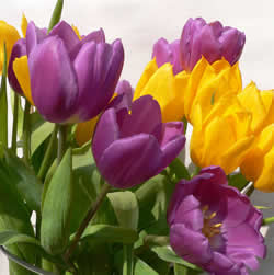 Flower Deliveries on Flower Deliveries Online