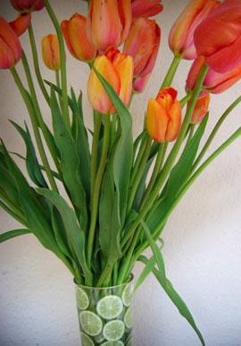 Tulipanes y Cítricos