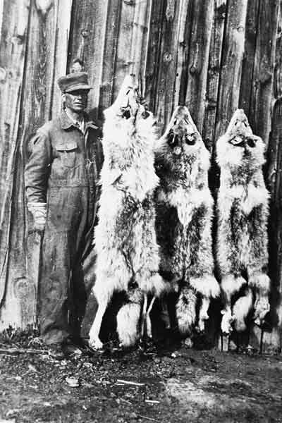 [Wolf-Hunter_gs_HI.jpg]