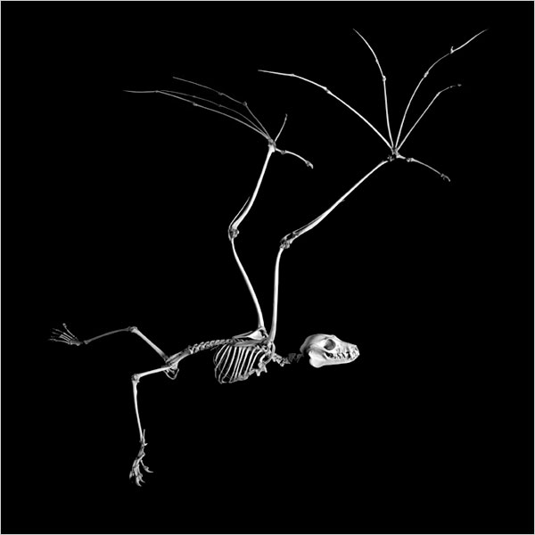 [Pteropus+anetianus+Patrick+Gries.JPG]