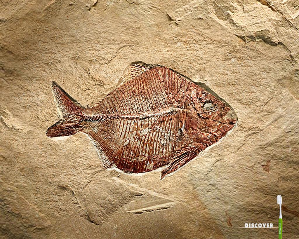 [fish-+(Large).jpg]