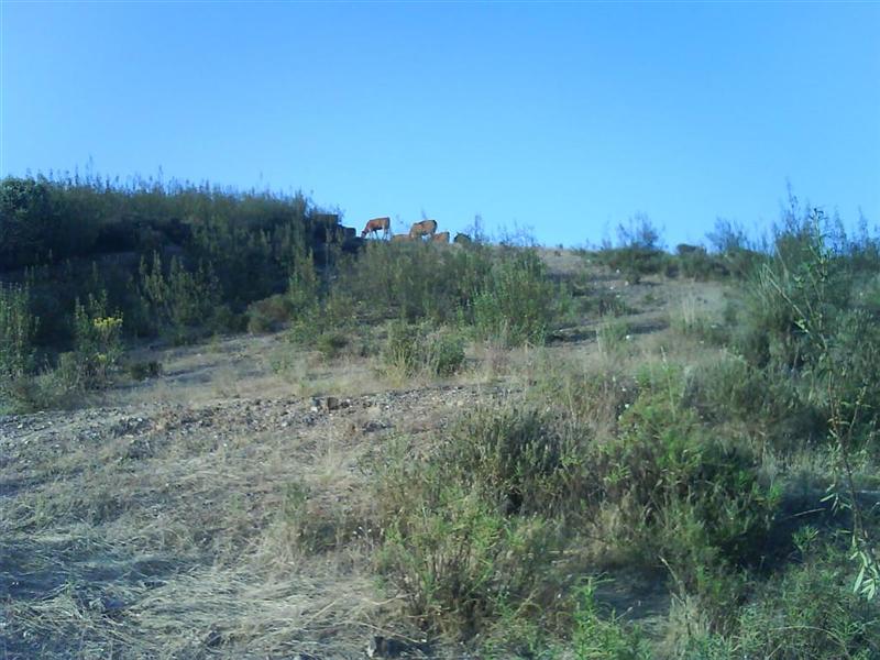 [DSC00733+(Large)+(Medium).JPG]