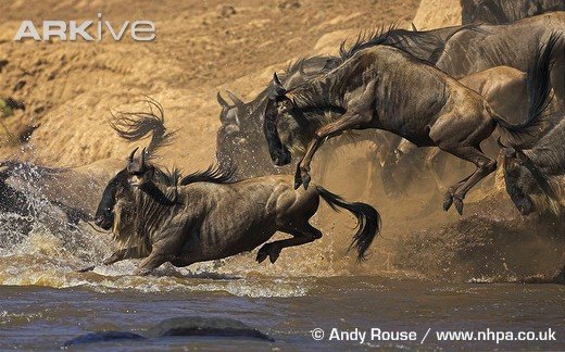 [Blue-wildebeest-jumping-into-river-during-migration.jpg]