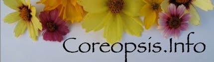 Coreopsis Pictures and Information
