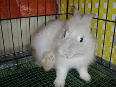 ANGORA