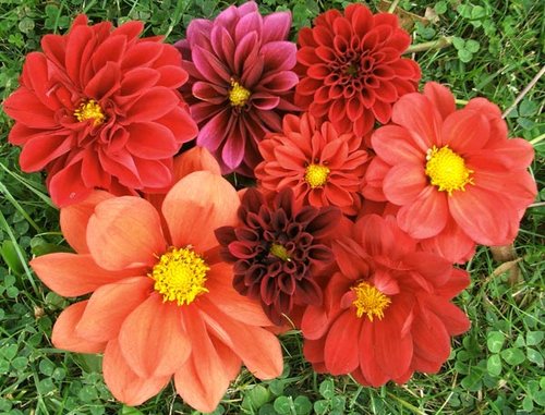 [dahlias-flowers-posy_large.jpg]