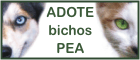 Adote um Bicho