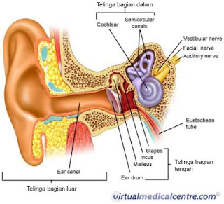 telinga bagian dalam dan telinga bagian luar