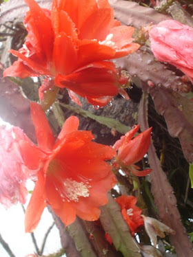 cactus orquidea - VERMELHA