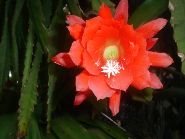 Cactus Orquidea vermelha