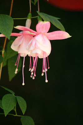 Flowering Hanging Plants