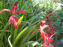 Sprekelia formosissima