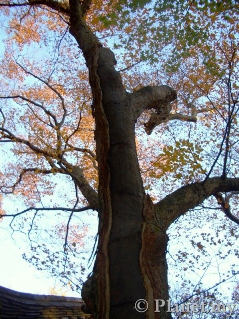 Zelkova+tree