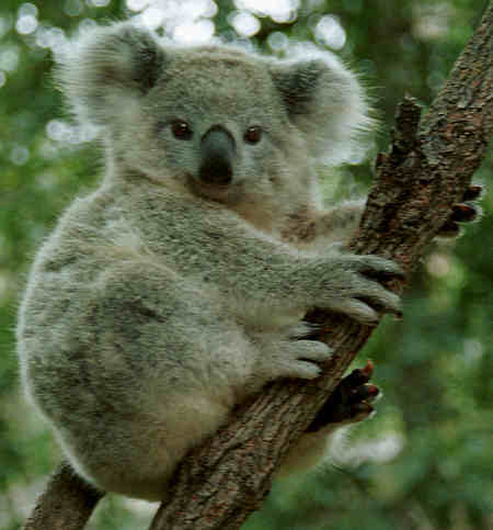 external image Koala.jpg