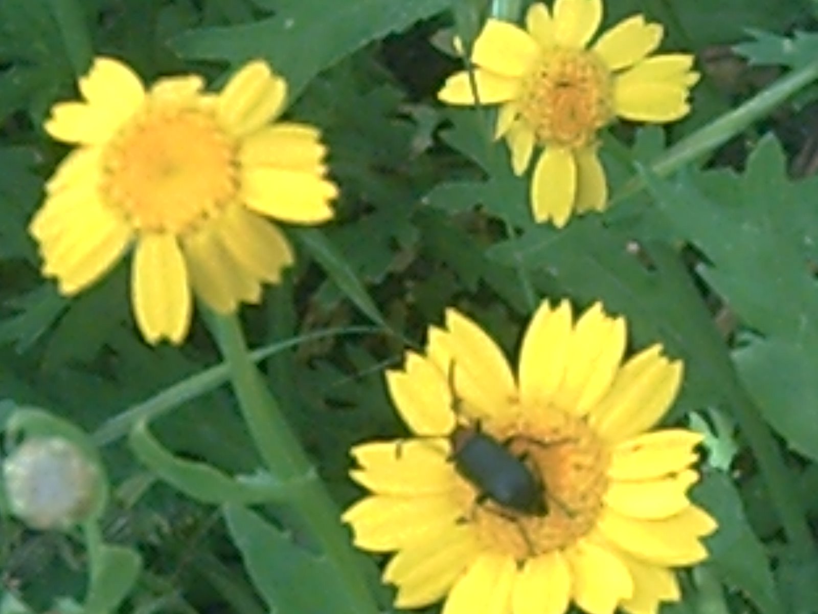 [PICT0345.JPG]