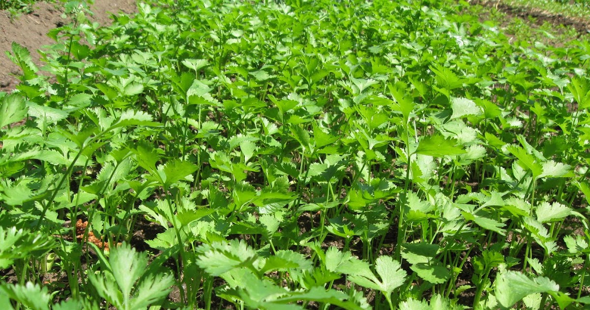 Our Subsistence Pattern Harvesting and Preserving Cilantro