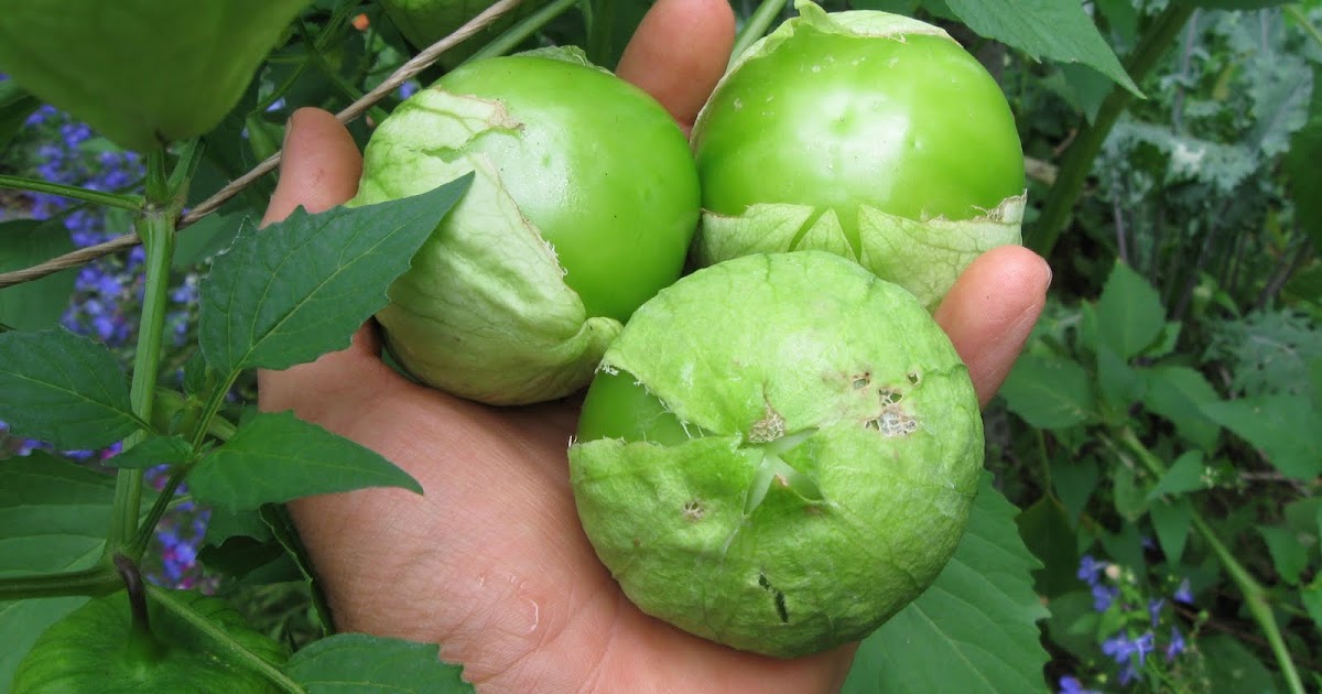 Our Subsistence Pattern Giant Cape Gooseberries?