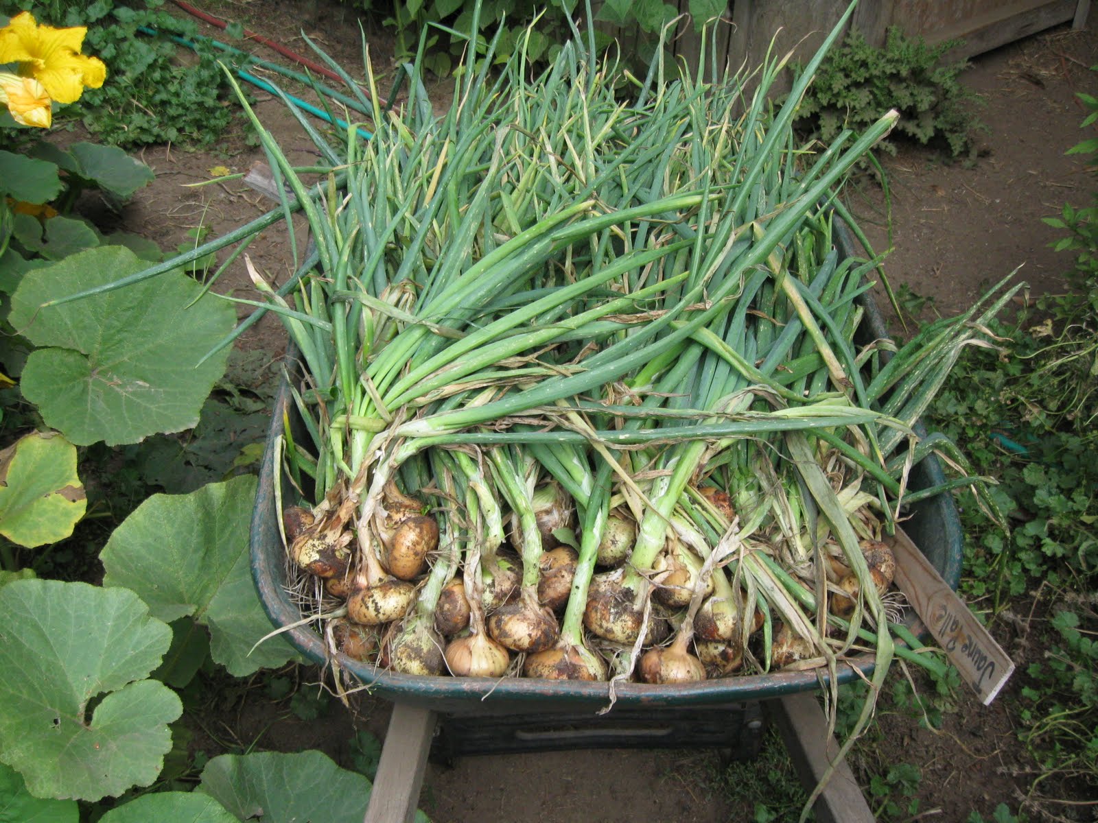 Our Subsistence Pattern Onion Harvest