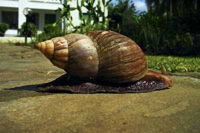 siput terbesar