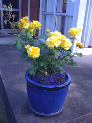 Manford's yellow roses