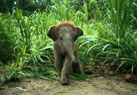 Baby Elephant Baby Elephant