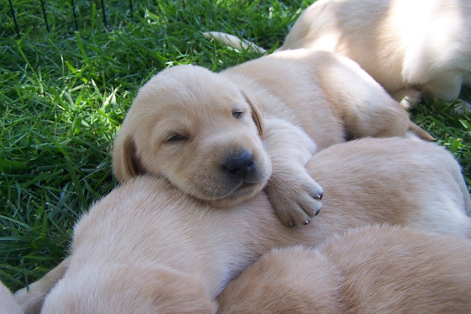 5 week lab puppies 4 week boxer puppy 4 free engine image for user manual 5 week lab puppies 4 week boxer puppy 4 free engine image for user manual