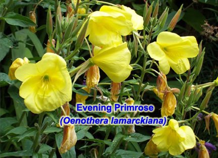 [1_Oenothera_lamarkiana.jpg]