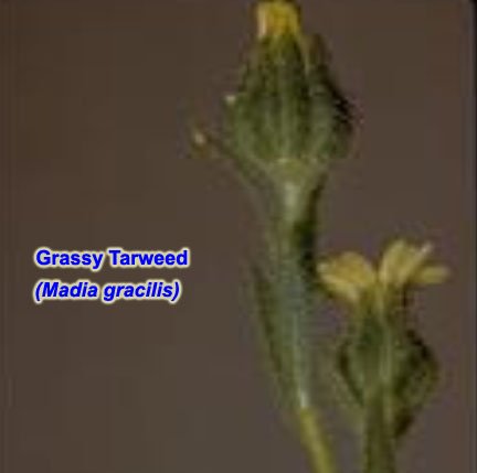 [6_Madia_gracilis.jpg]