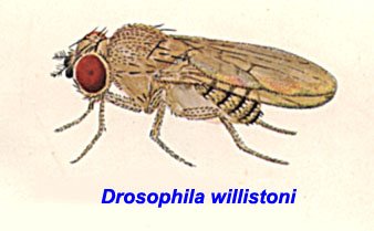 [14_Drosophila_willistoni.jpg]