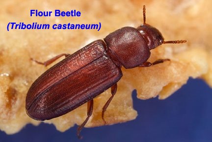 [18_Tribolium_castaneum.jpg]