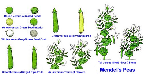 [Mendelian_Genetics_Pea_Traits.jpg]