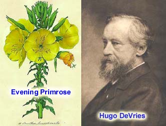 [DeVries_Primrose.jpg]
