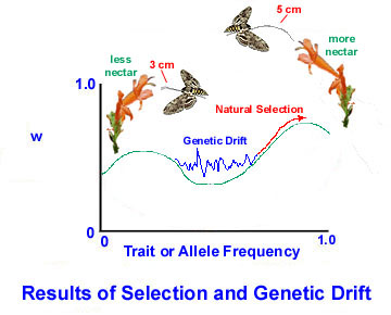 [Adaptive_Landscape_Moths.jpg]