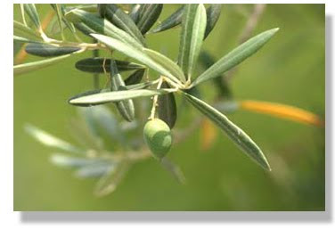 metodo para estabilizar las materias primas del olivo