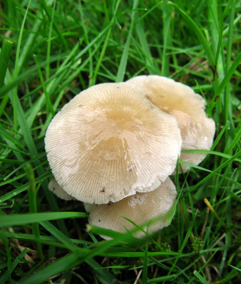 Growing Edibles in Vancouver, British Columbia Vegetables in the Front
