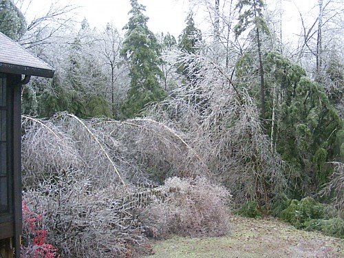 [backyard.jpg]
