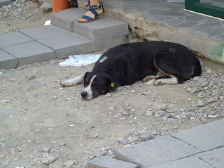 This dirt patch and dirty dog were directly in front of a bridal wear store.