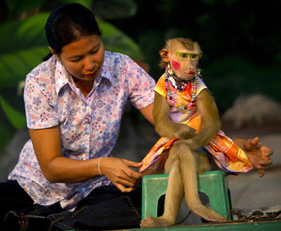 Monkey show in bangkok