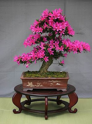 Bonsai Flower