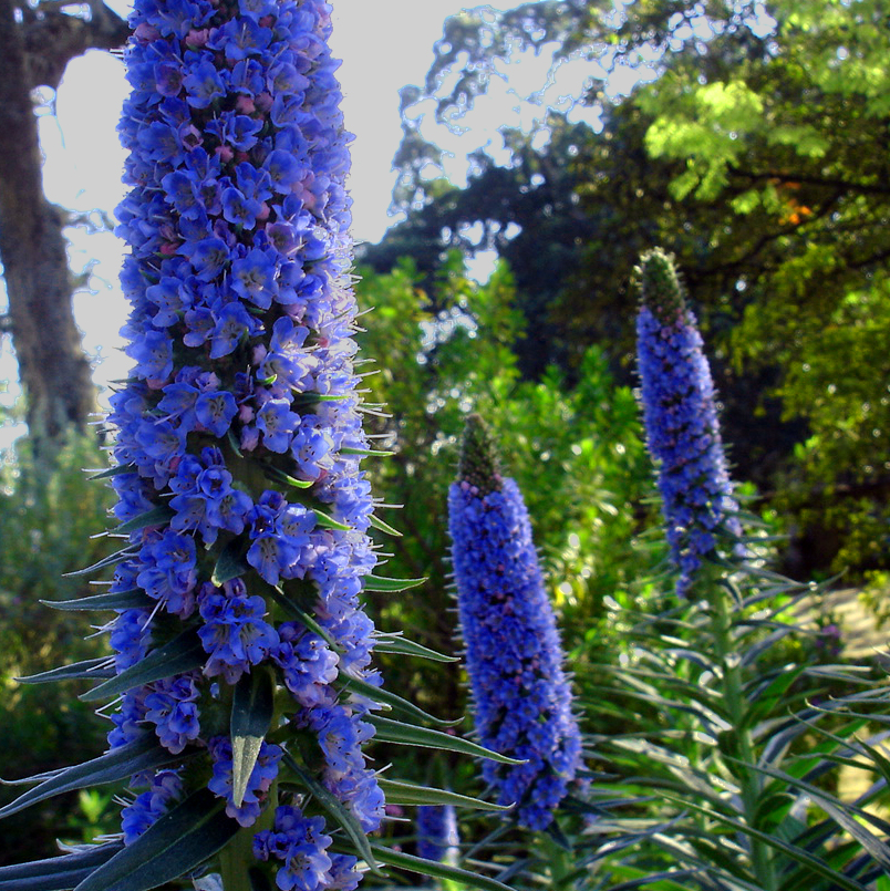[echium.jpg]