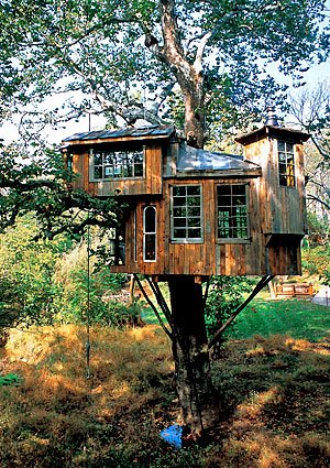 [treehouses_46358137.jpg]