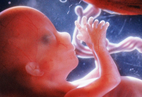 fetus at 12 weeks. Fetal Development at 16 Weeks