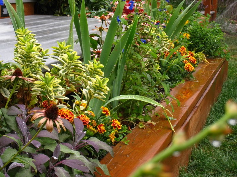 Summer Garden
