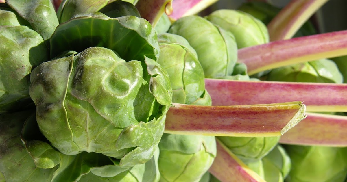 Alpha Cook How To Select, Clean, and Cook Fresh Brussels Sprouts
