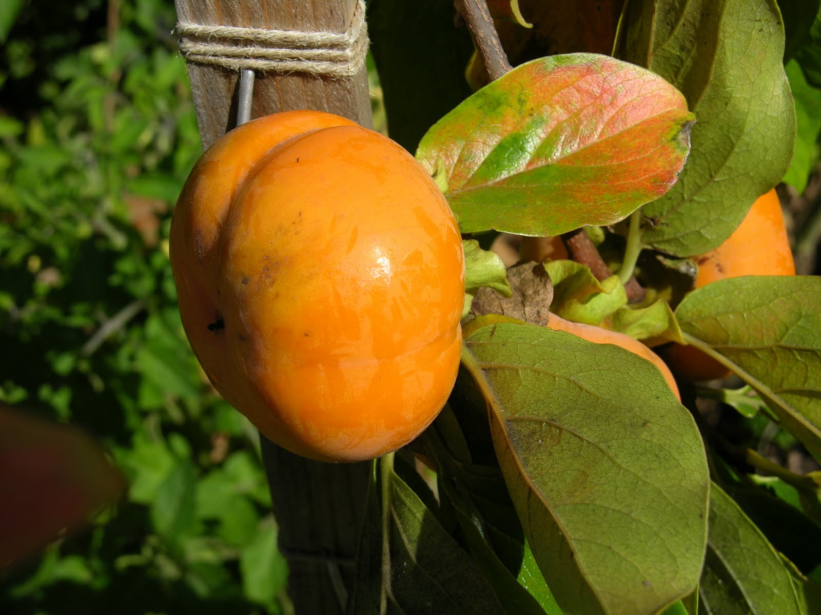 Indian Orange Fruit