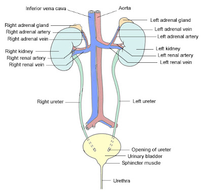 fish urinary system
